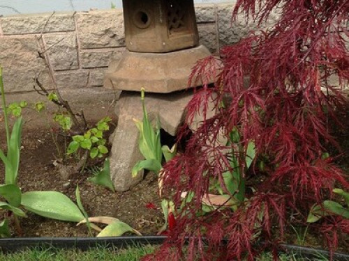 House w/  Japanese/vegetable garden
