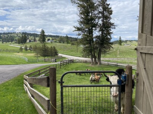 Peaceful Organic Farm  - Gallery -  5