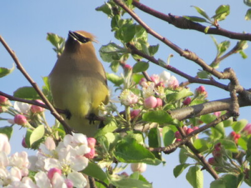 115 years old house in charlevoix q