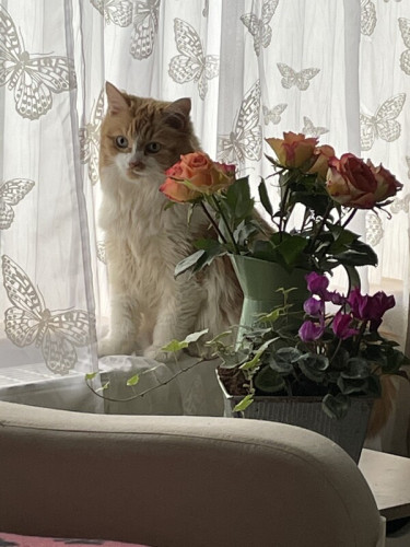 Scottish Homestay