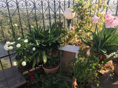Pashy's abode - Gallery - 8