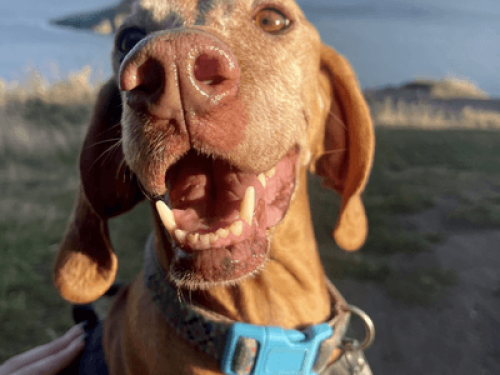 Modern Home, Torquay, near hospital