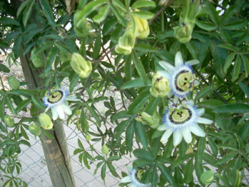 house in the foothills