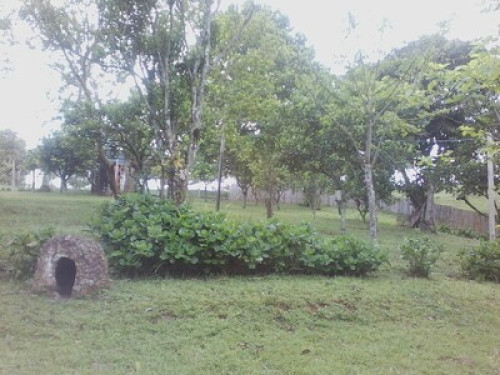 Clean Air Amid Nature - Gallery - 18