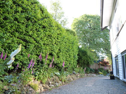 The Nest  - Gallery -  5