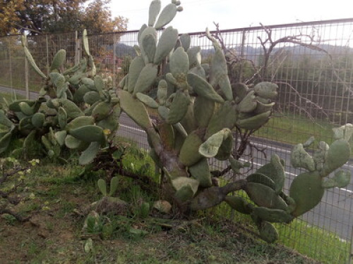 Cabañas Club El Mediteraneo