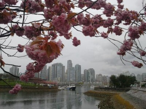 Big Gardenview Rm near Granville Is - Gallery - 6