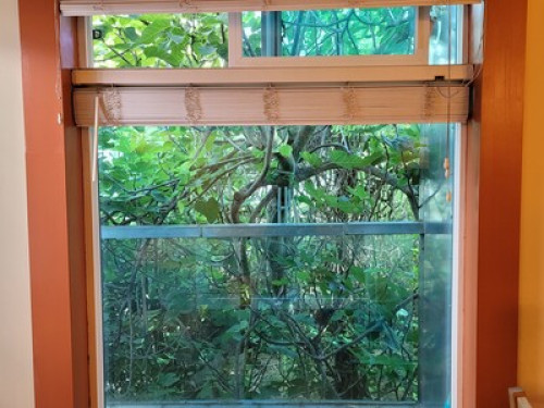 The Steele Tree House