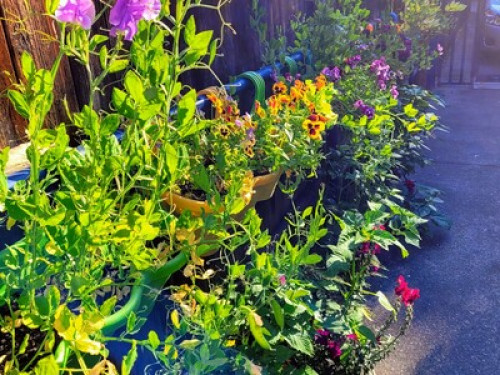 The Steele Tree House