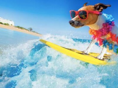 Homestay Casual California living! - Gallery - 40