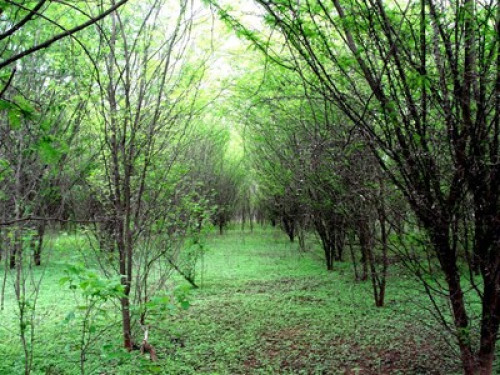 Passion for nature and art - Gallery - 18