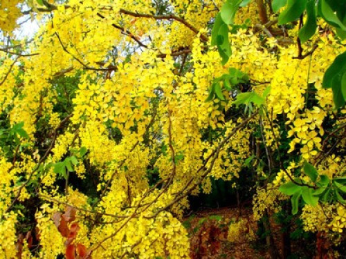 Pasión por la naturaleza y el arte