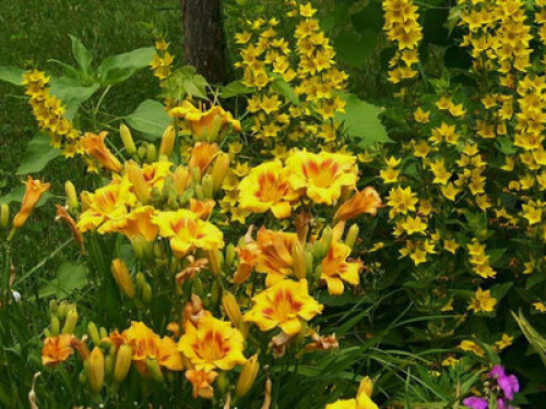 The Mission House Bed & Breakfast