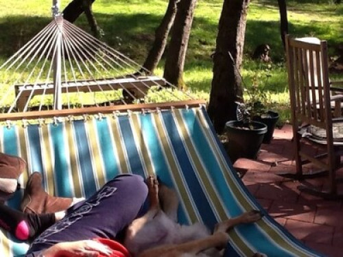 Zen Dog Retreat:  All DOGS welcome - Gallery - 8