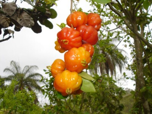 Kantim dos Tofa's - Gallery - 20