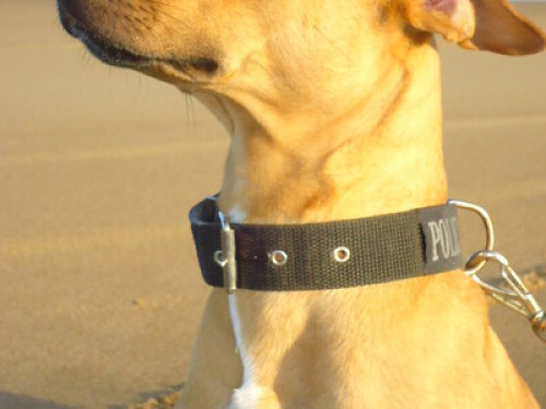Living in front of the Beach Brazil
