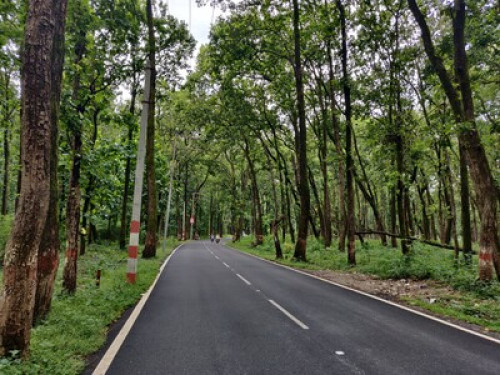 Lumbini Grove