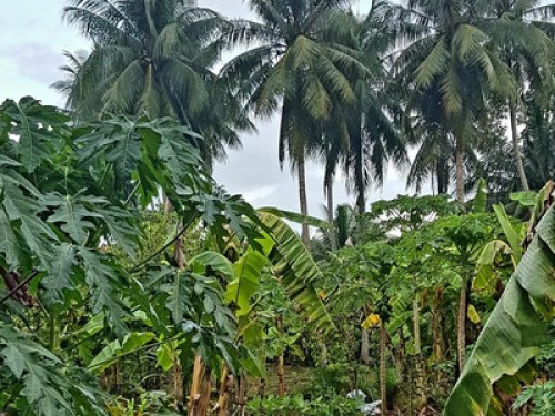 The Homestay Bouille