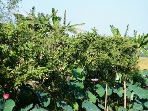 Lotus Garden Homestay Vietnam