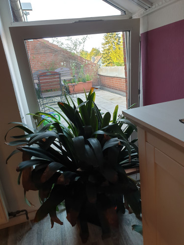 Charming and cute flat in Bergisch Gladbach - Gallery - 7