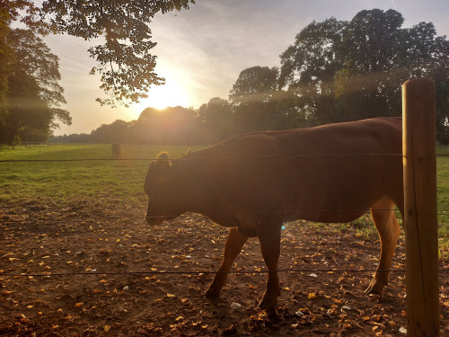 Bright and modern apartment in Krefeld, near Helios Hospital and 16km to Düsseldorf Trade Fair and Airport