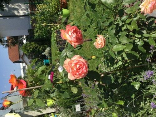 Junior Suite with terrace/garden, near station incl. Wifi, washing mach., terrace - Gallery - 9
