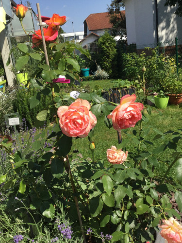 Junior Suite with terrace/garden, near station incl. Wifi, washing mach., terrace