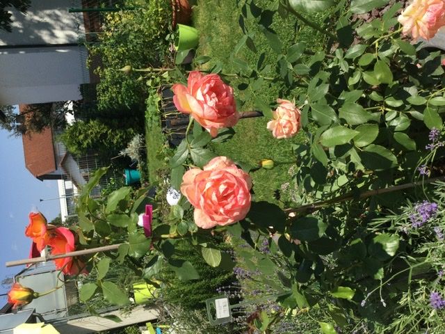 Junior Suite With Terrace/garden, Near Station Incl. Wifi, Washing Mach., Terrace - Junior Suite with terrace/garden, near station incl. Wifi, washing mach., terrace - Gallery - 30