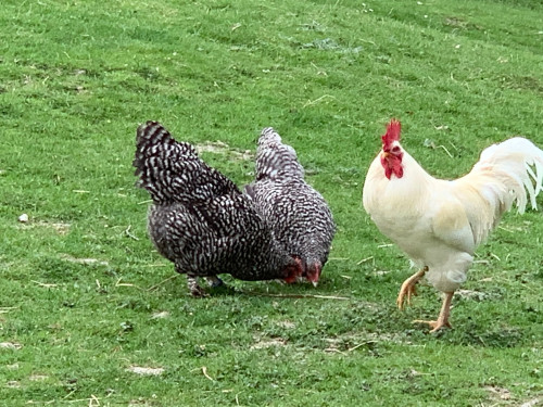 Charming country side apartment with terrace