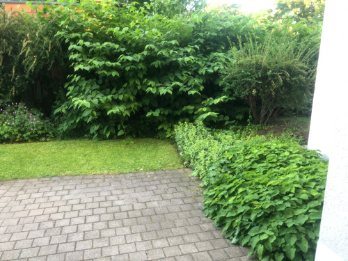 Nice apartment in Dresden - Gallery - 9