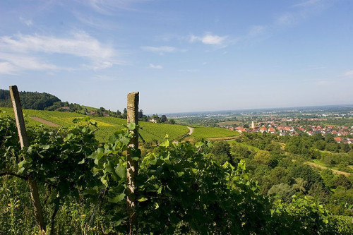 Temporary living in the middle of vineyards - Gallery - 9