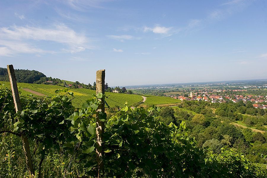 Temporary Living In The Middle Of Vineyards - 8
