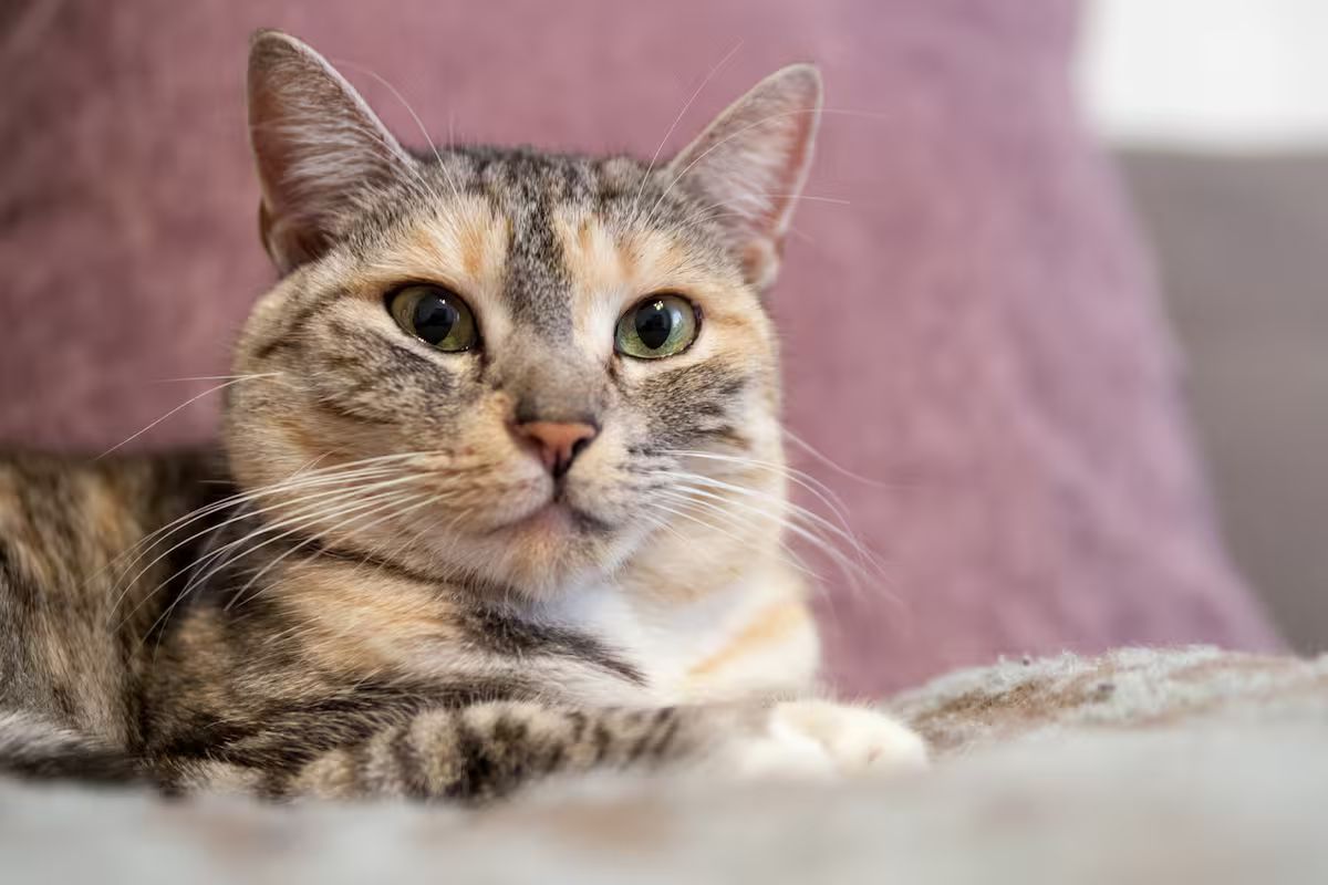  Living With A Cat In The Heart Of Schwabing  -  Living with a cat in the heart of Schwabing  - Gallery -  2