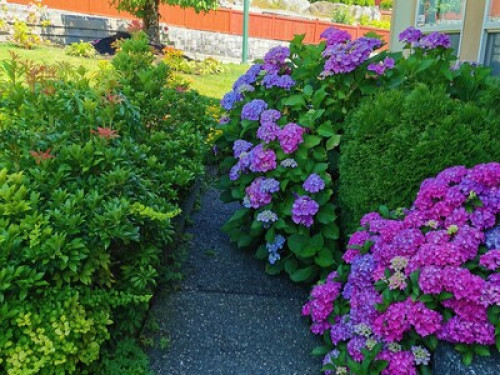 lovely Homestay for female students