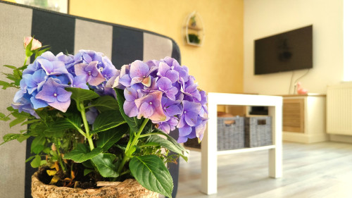 Old town apartment with roof terrace (Wismar)