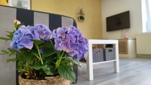 Old town apartment with roof terrace (Wismar) - Gallery - 19