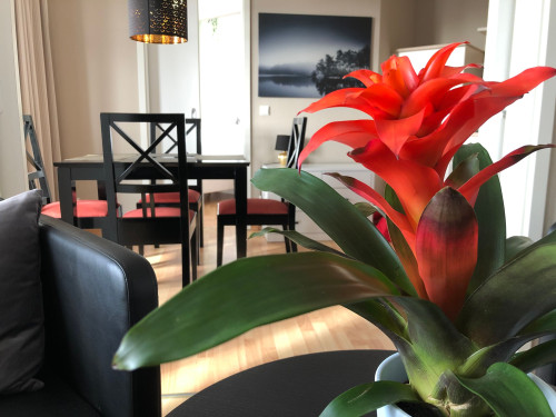 Fully furnished 3 room apartment in Sellin