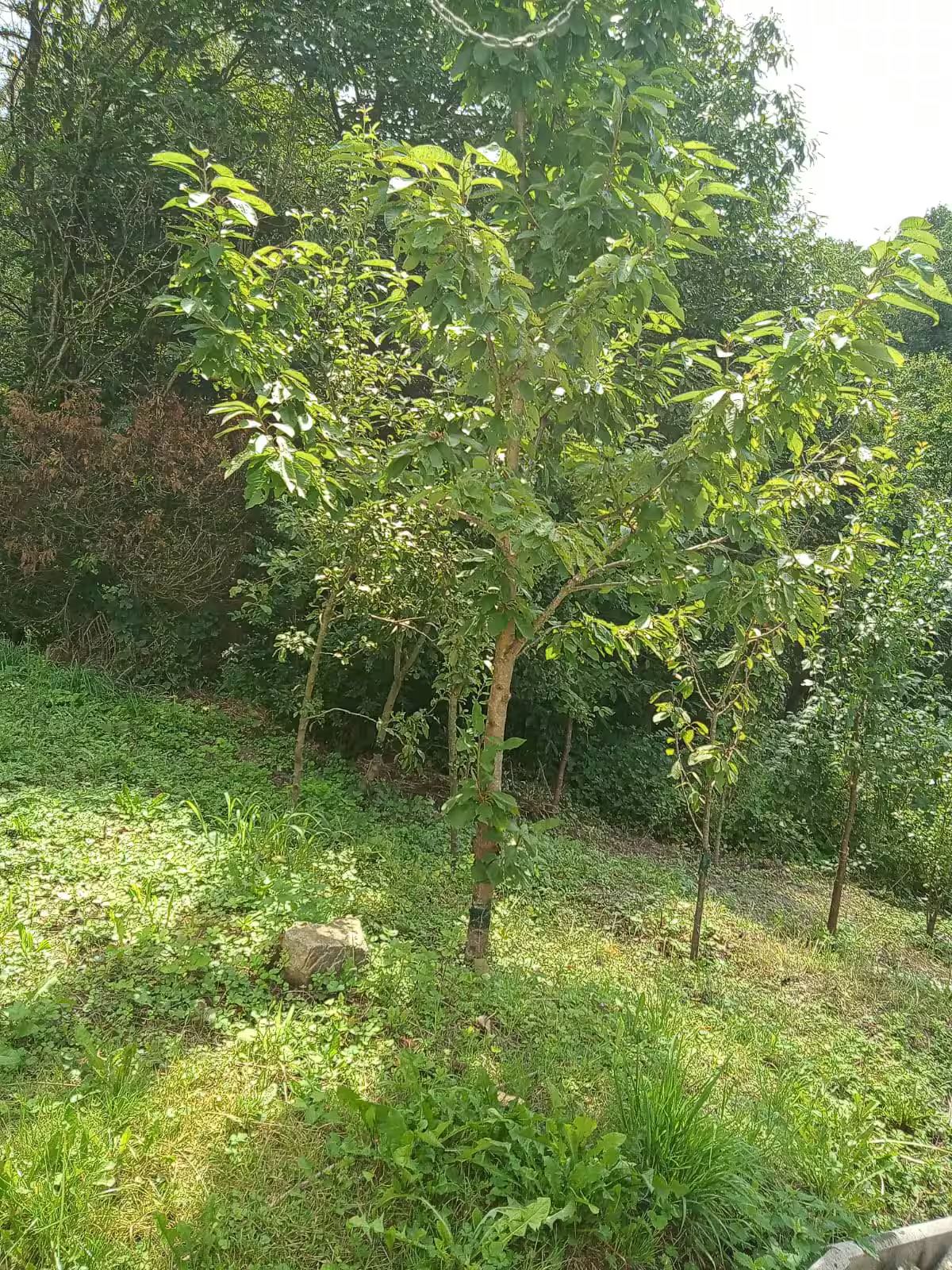 1Room Flat With Sep. Entrance In Mammolshain, Königstein Im Taunus - 7