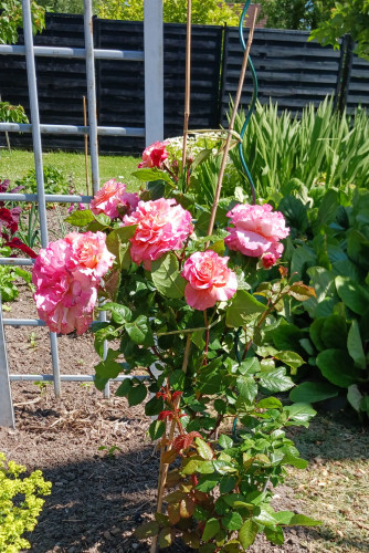 Charming apartment on Rügen