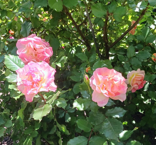 Charming apartment on Rügen