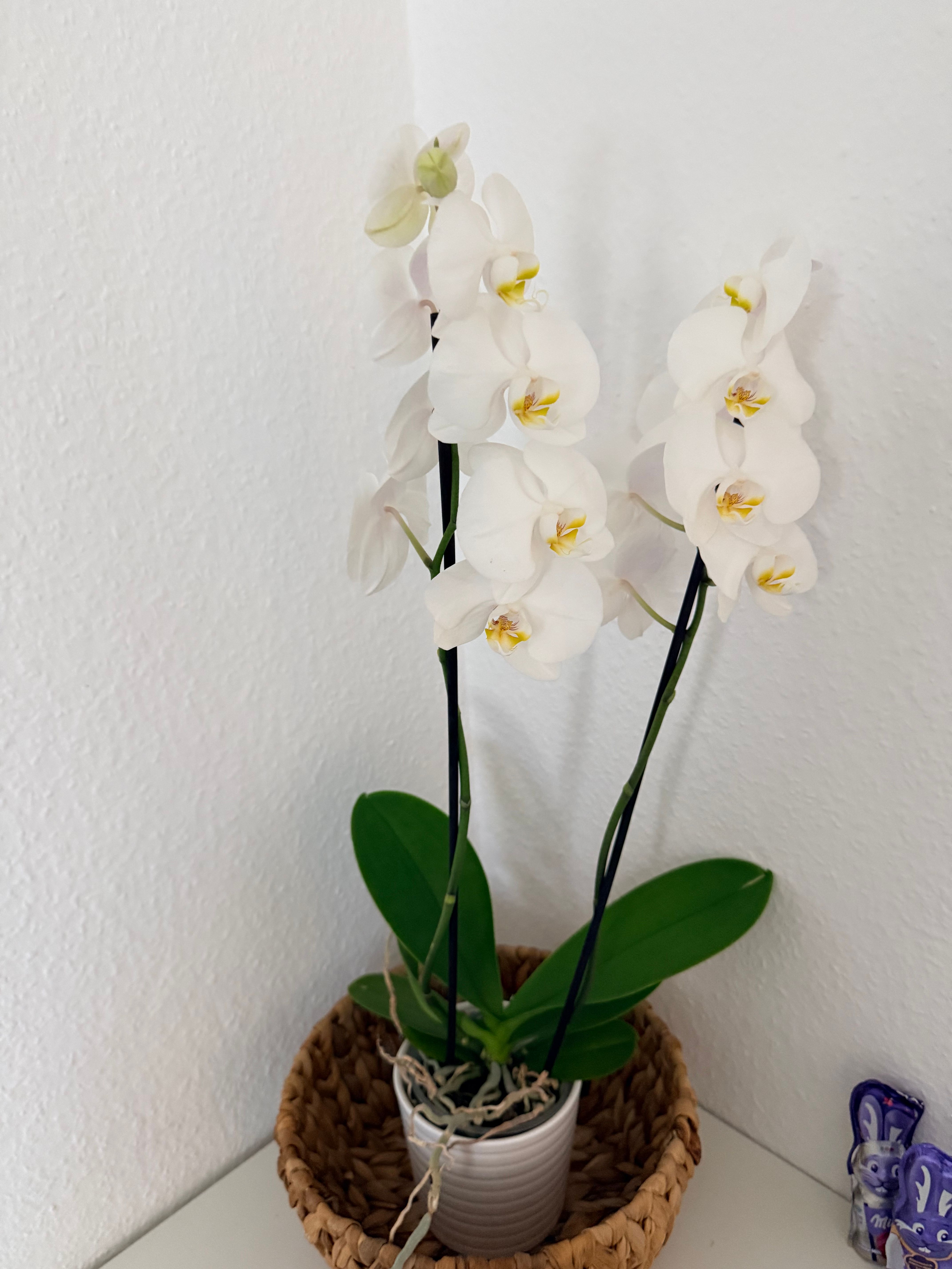  “Fully Furnished House In Havelse – Warm Rent Including All Utilities  -  “Fully Furnished House in Havelse – Warm Rent Including All Utilities  - Gallery -  25
