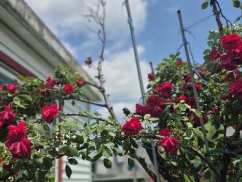 MARIO HOUSE–Cozy Homestay in Seoul  - Gallery -  5