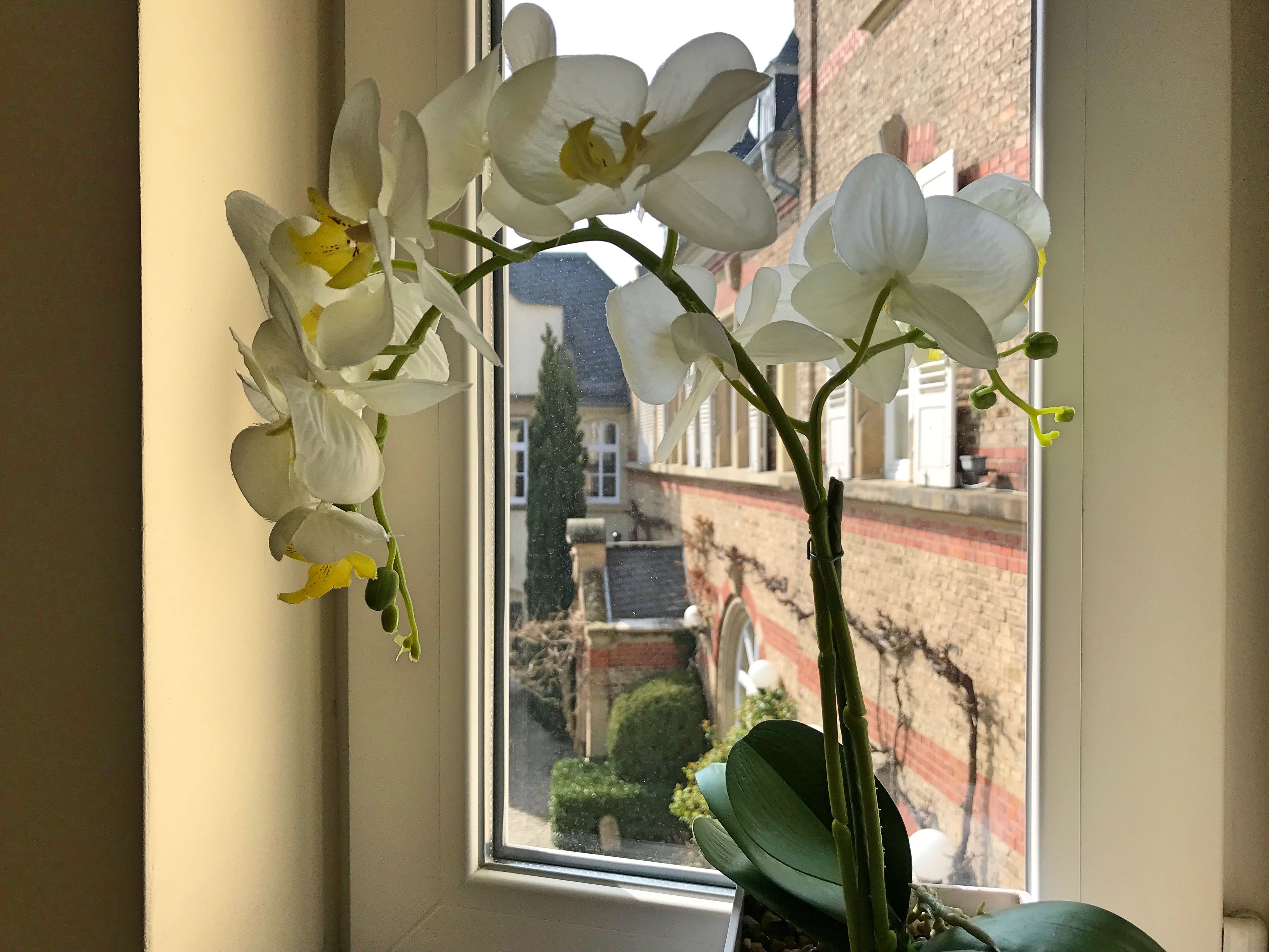 Studio Apartment With Cosy Courtyard In Rüdesheim Am Rhein - Studio apartment with cosy courtyard in Rüdesheim am Rhein - Gallery - 4