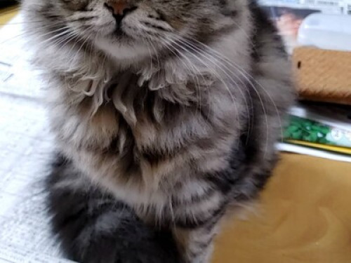 Authentic Jap Homestay Experience!  - Gallery -  5