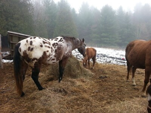 Live on a Hobby Farm