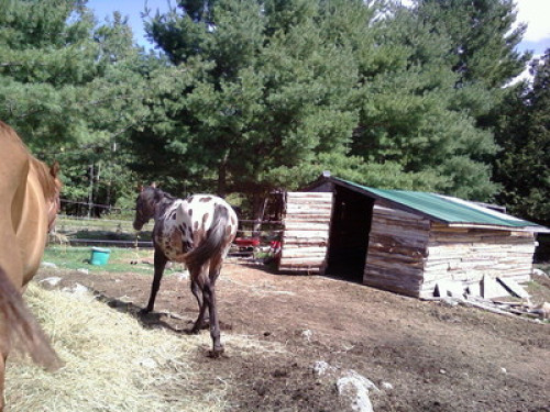 Live on a Hobby Farm  - Gallery -  5