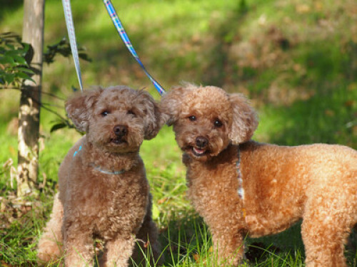 Best Base to Explore Kyoto & Osaka