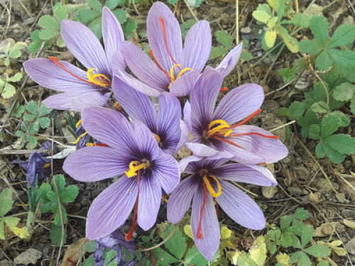 L écrin de verdure sous les étoiles