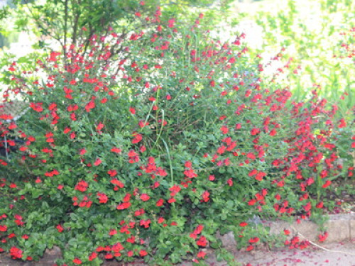 L écrin de verdure sous les étoiles
