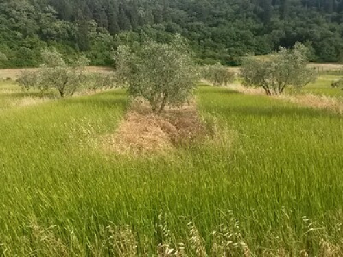 Tuscany, Florence, farmhouse - Gallery - 25